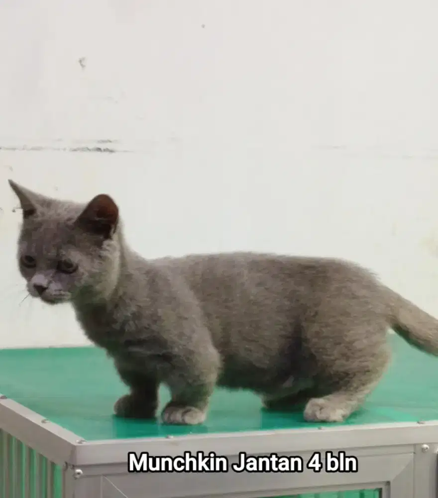 Kucing kitten munchin kaki cebol jantan