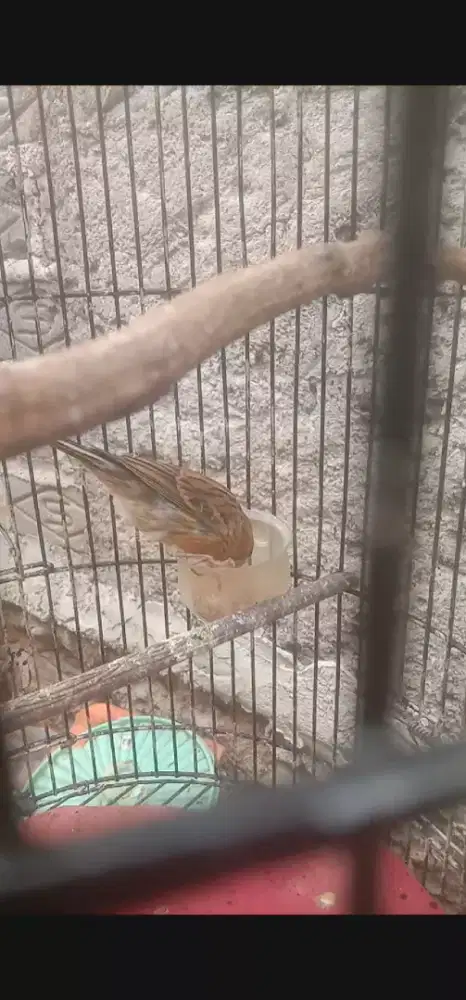 burung kenari F1 riwikan