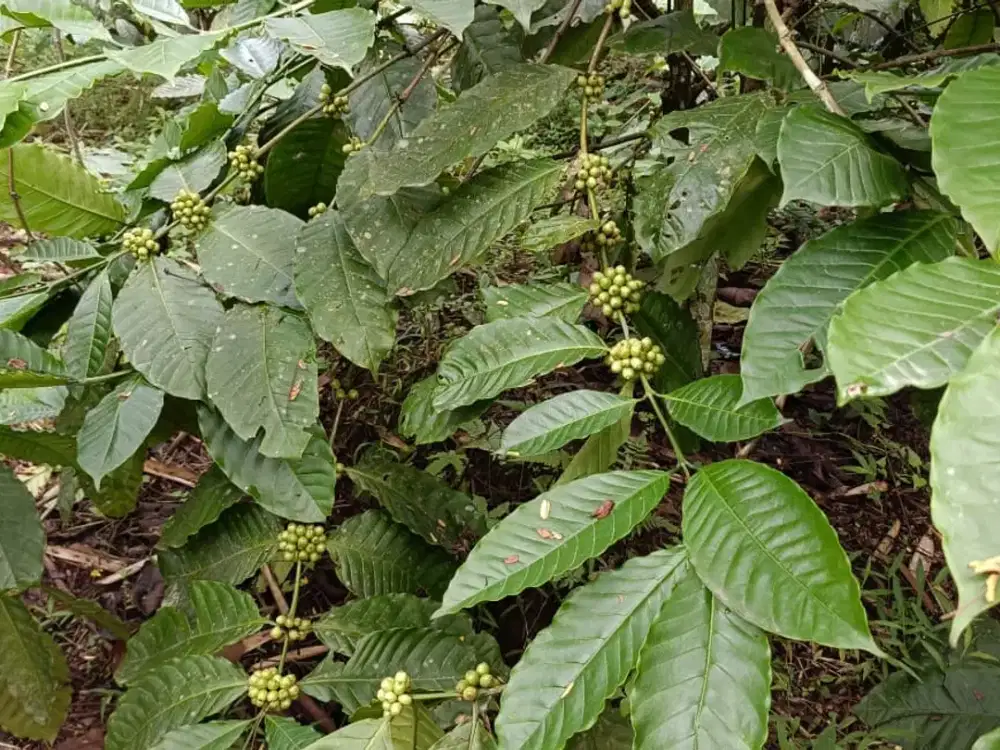 DIJUAL KEBUN KOPI PRODUKTIF – TAJINAN, MALANG