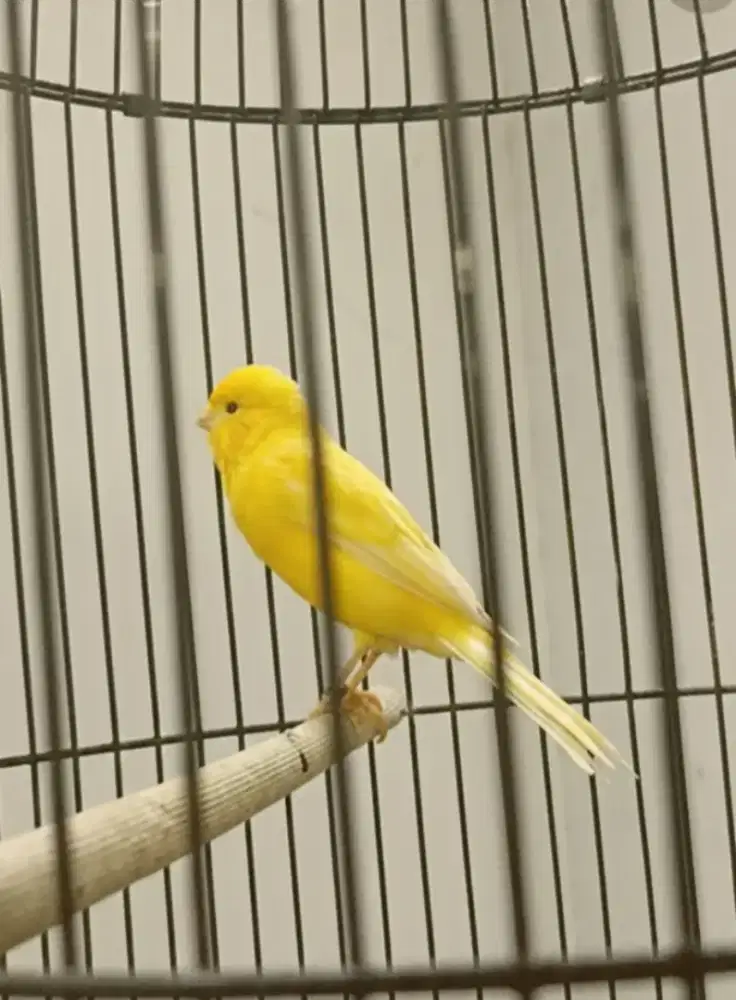 Kenari jantan gacor warna cerah