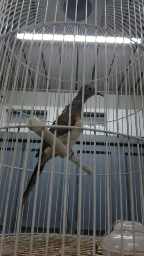 Burung perkutut bangkok