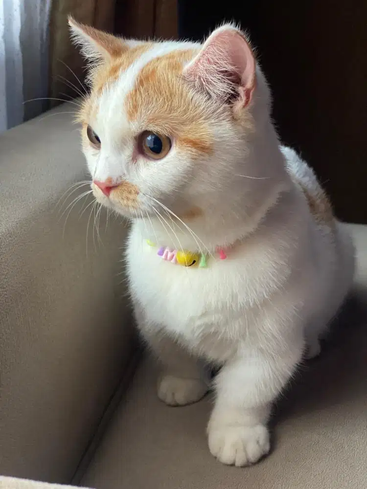 Pacak kucing Munchkin Gaelic Straight