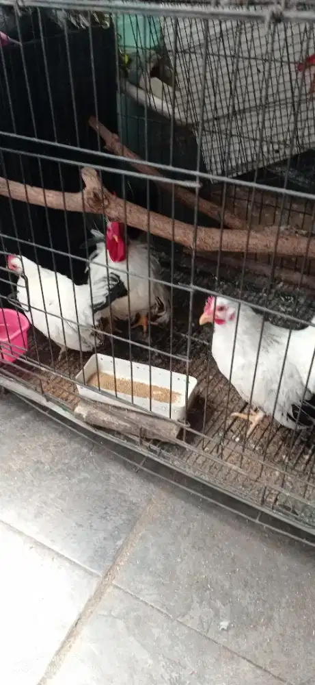 JUAL AYAM KATE CABO REMAJA ORI