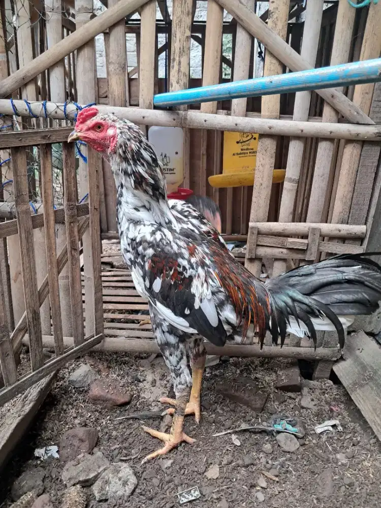 Ayam bangkok muda blorok