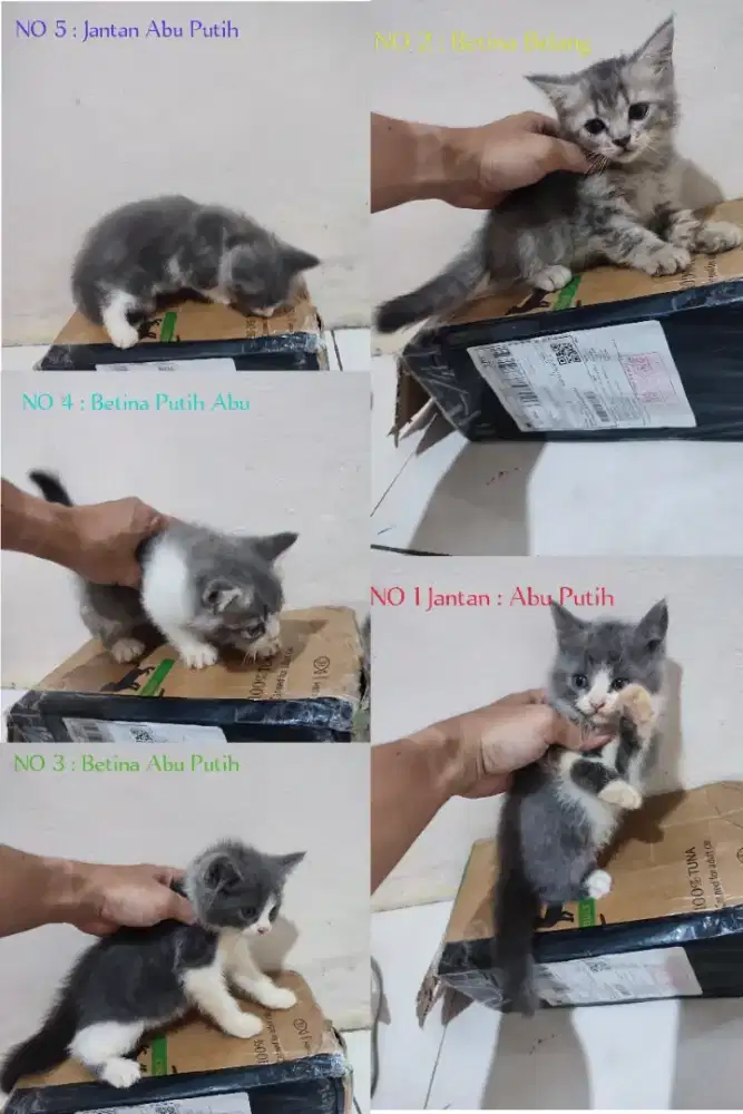 Ibu : BSH - Scottish / Bapak : Himalaya