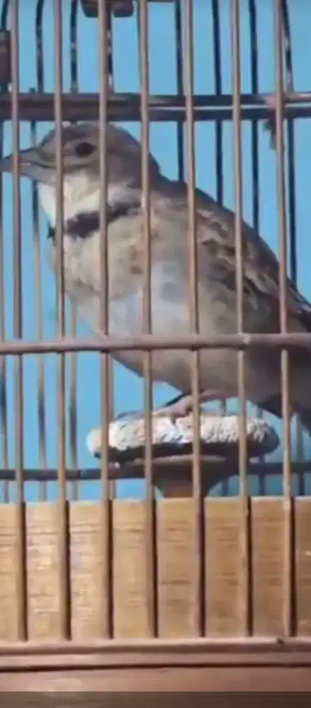 Pakling calandra lark gacor atas bawah