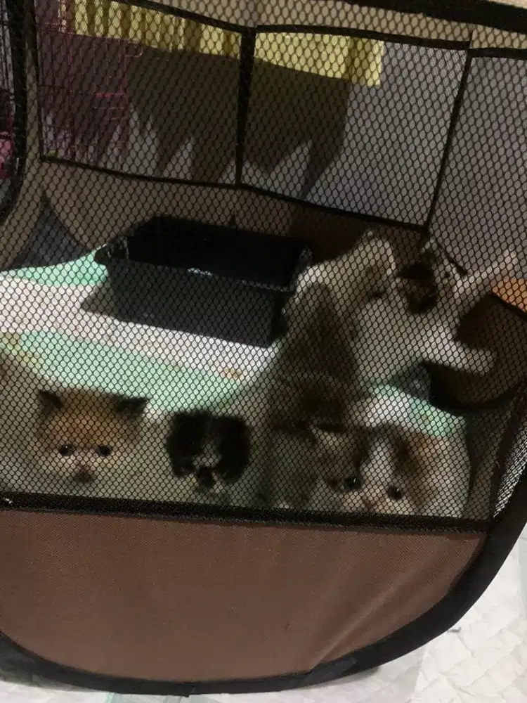 KITTEN FLATNOSE USIA 2 bln