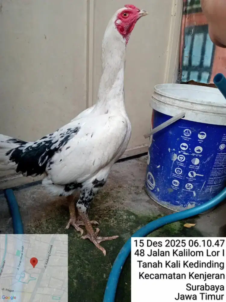 Ayam Betina Bangkok blorok semi tulak