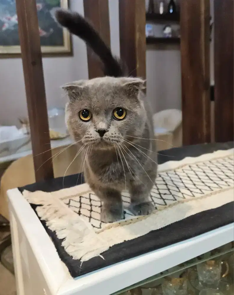 BSH Munchkin Fold ( Gaelic ) Jantan Line Import