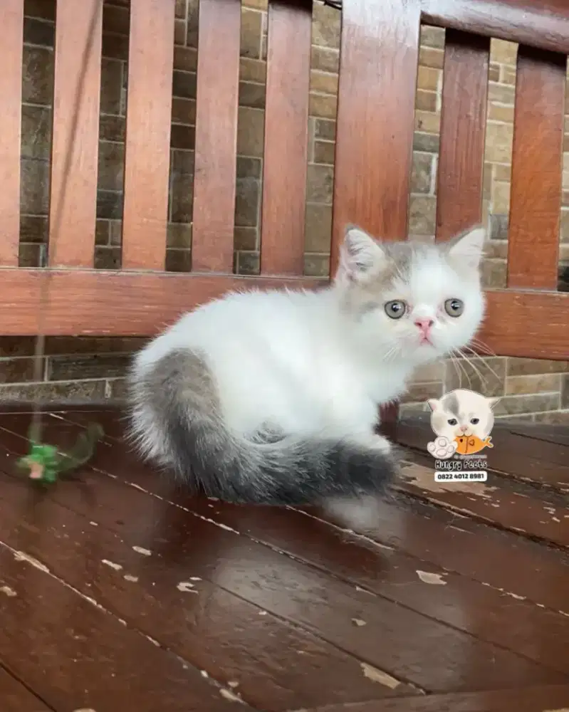 KUCING MUNCHKIN (CEBOL) BETINA