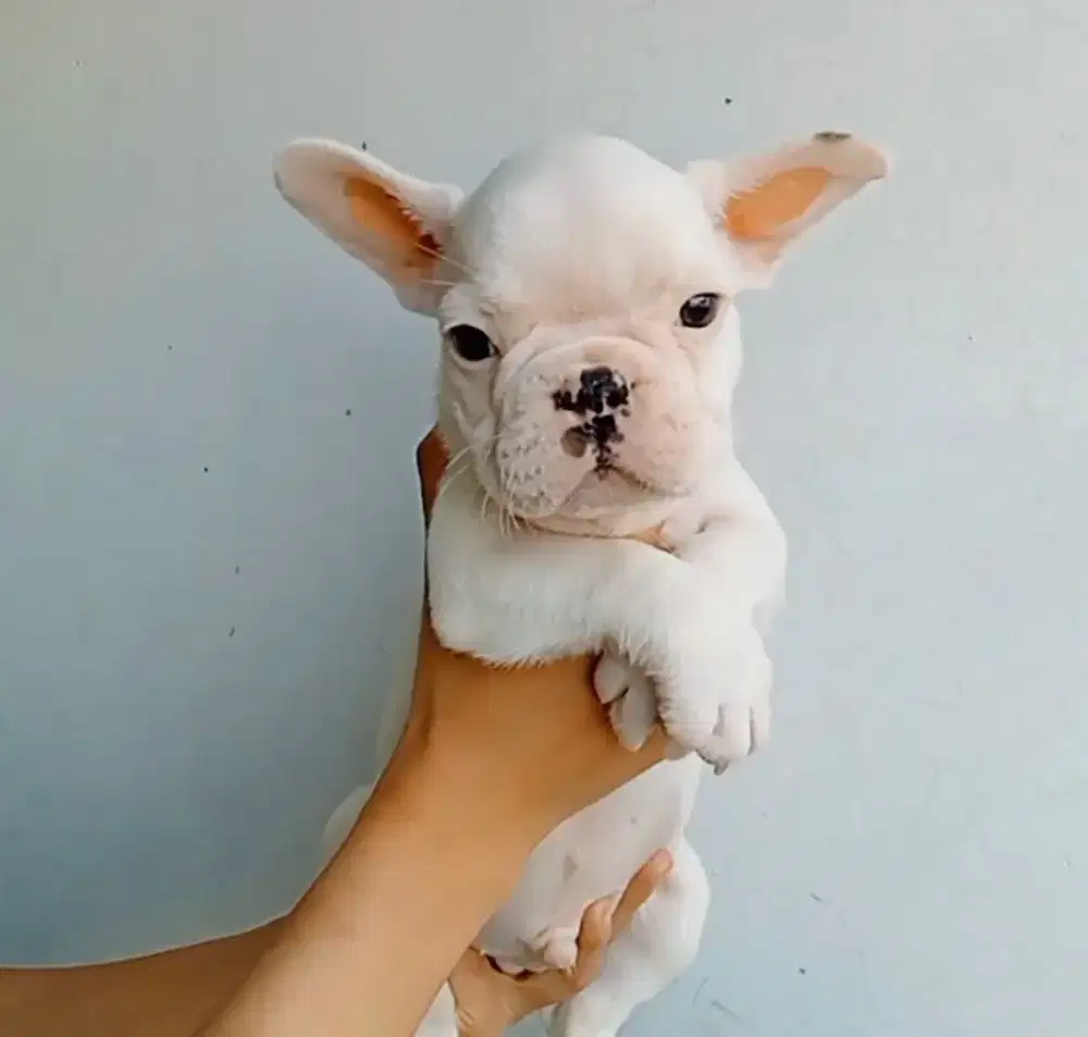 French Bulldog jantan