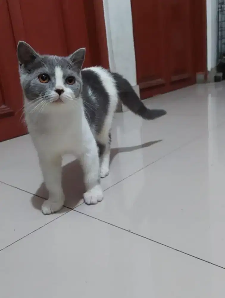 Kucing British Shorthair BSH