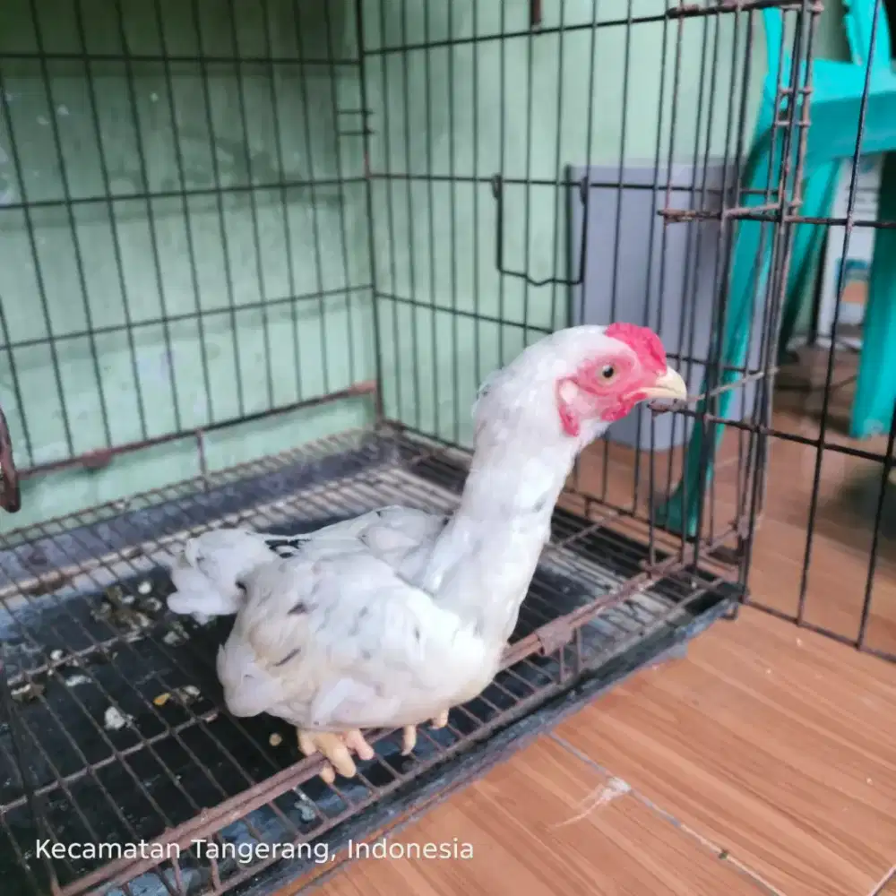 Ko shamo mini Jantan