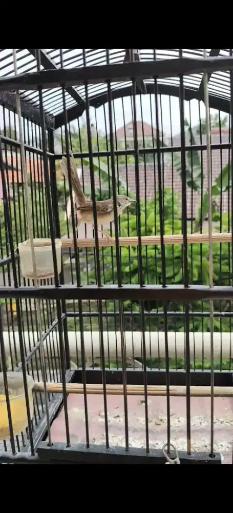 Ciblek gunung gacoran