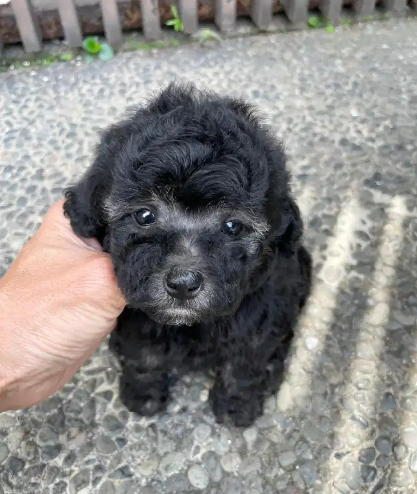 Silver Tiny Poodle Betina