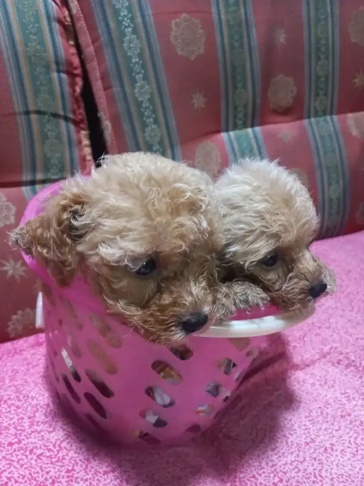 2 Anak anjing poodle