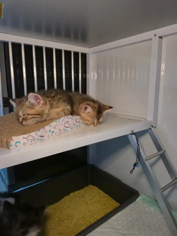 KITTEN BSH GOLDEN, TABBY, SCOTTISH