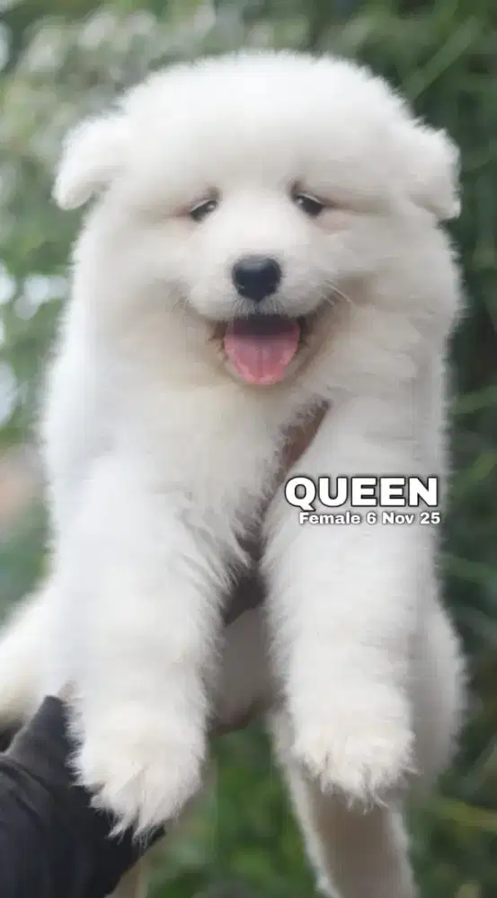 Samoyed puppy betina