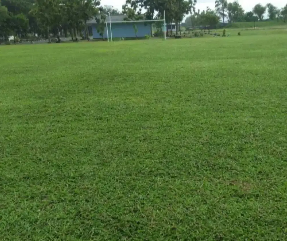Rumput lapangan//rumput embun