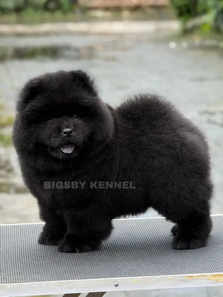 Chow chow betina hitam super fluffy high quality female black puppy
