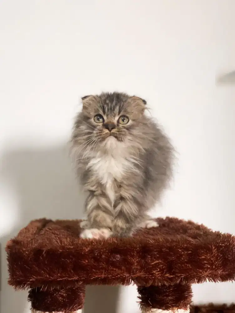 SCOTTISH FOLD LONGHAIR