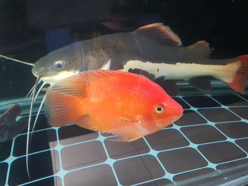 Parrot merah istimewa