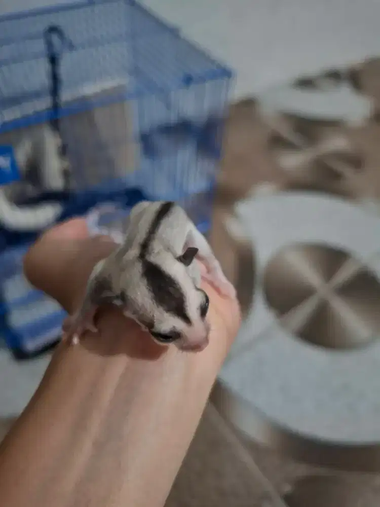 Sugar glider mozaik
