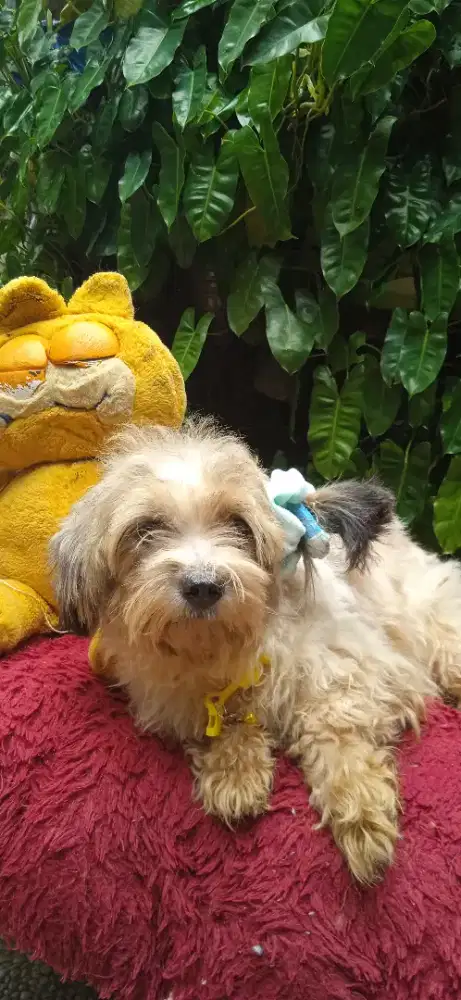 Shintzhu  mix maltis betina 1thn