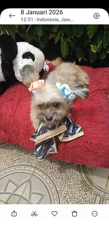 Shintzhu mux maltis betina