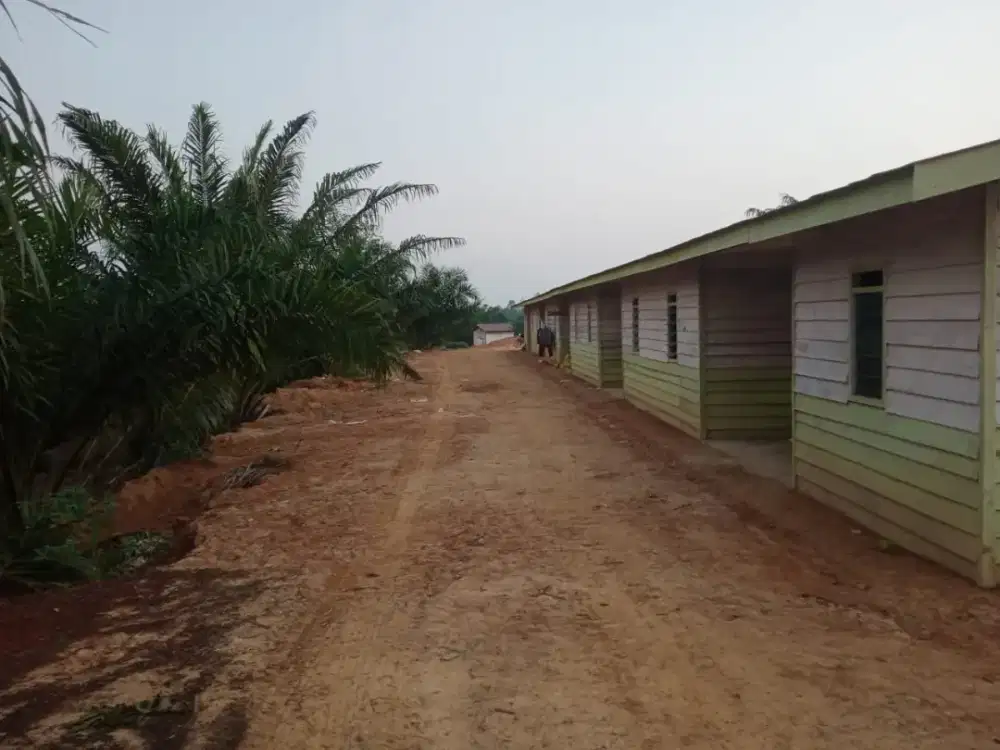 lowongan perkebunan kelapa sawit