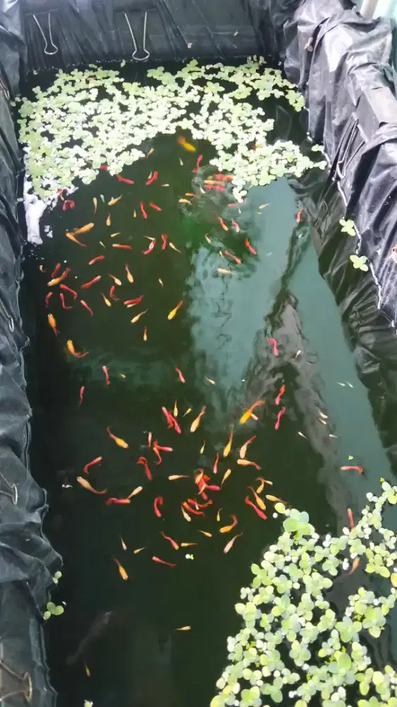 Guppy AFR kualitas GEN jumbo.