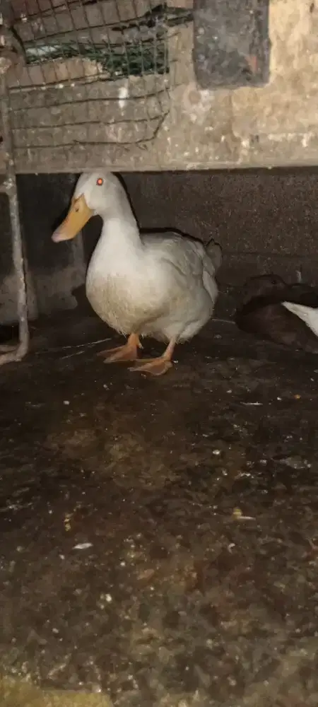 Bebek Peking betina 2 ekor