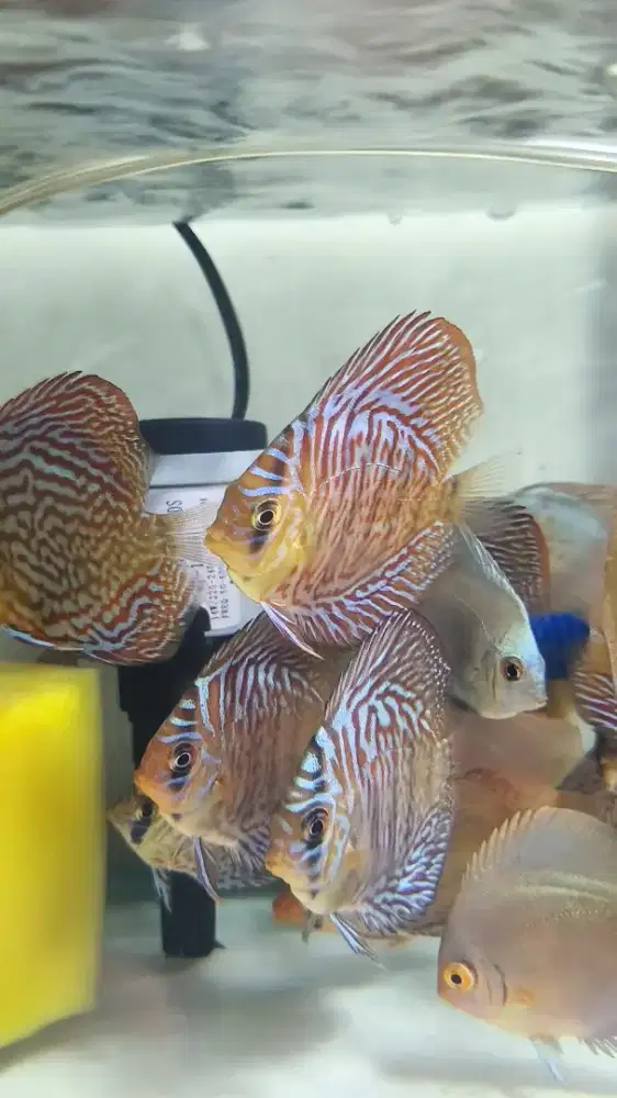 Ikan Discus 2,5 Inch