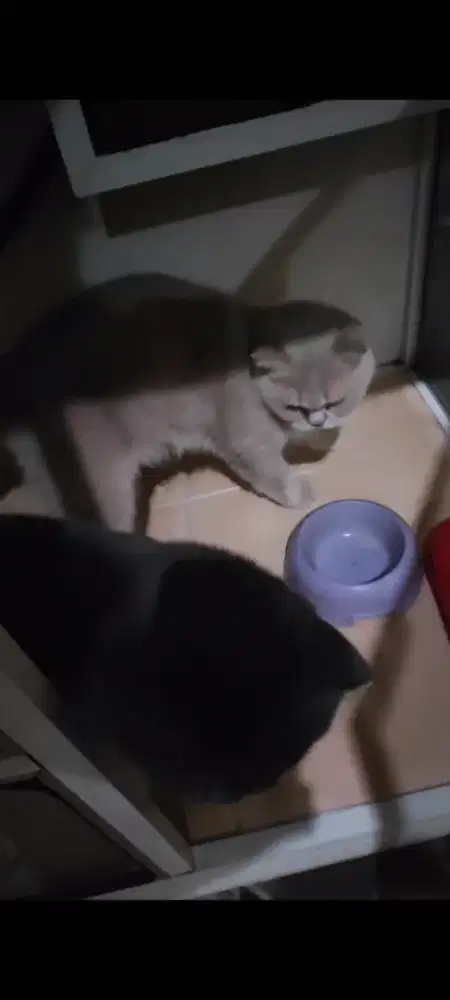 indukan betina bsh british shorthair double ped ica wcf 3 tahun