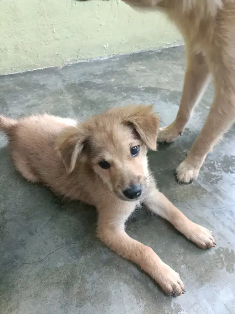 Anak anjing kampung