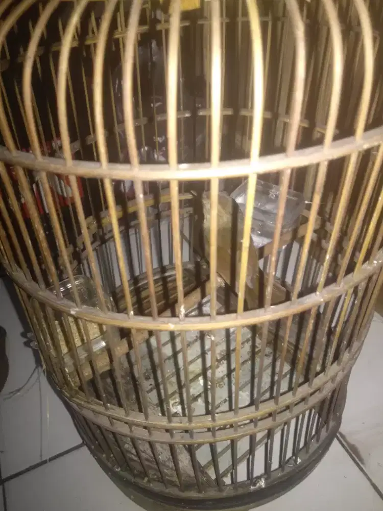 Jual cepet aja ni burung flamboyan sudah makan Pur total