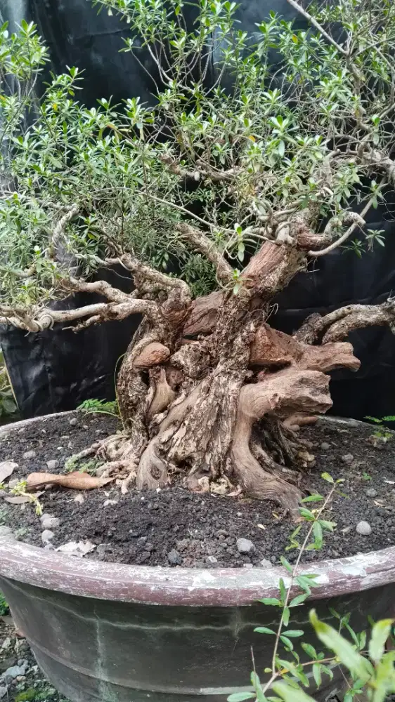 Santigi batang besar