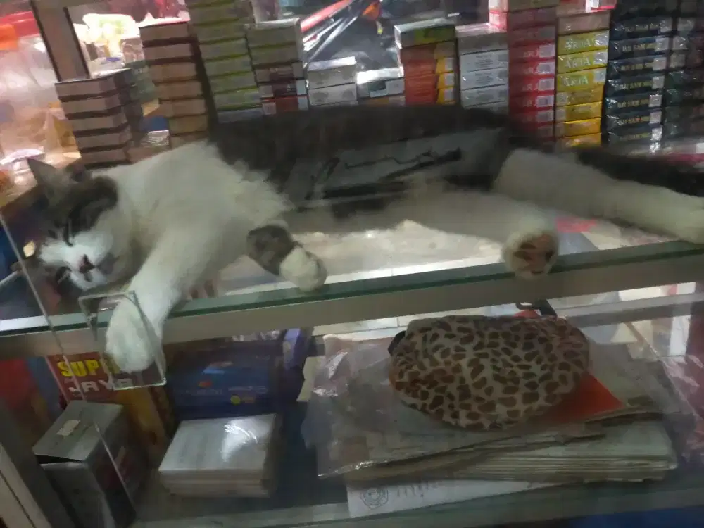 Lowongan jaga warung