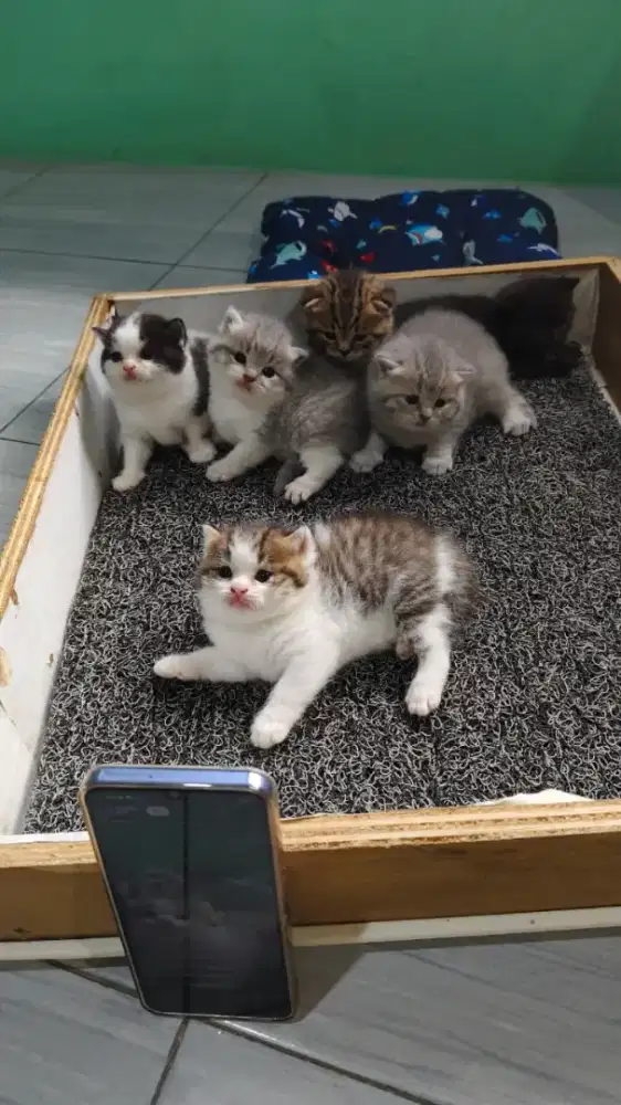 Open booking kitten BSH