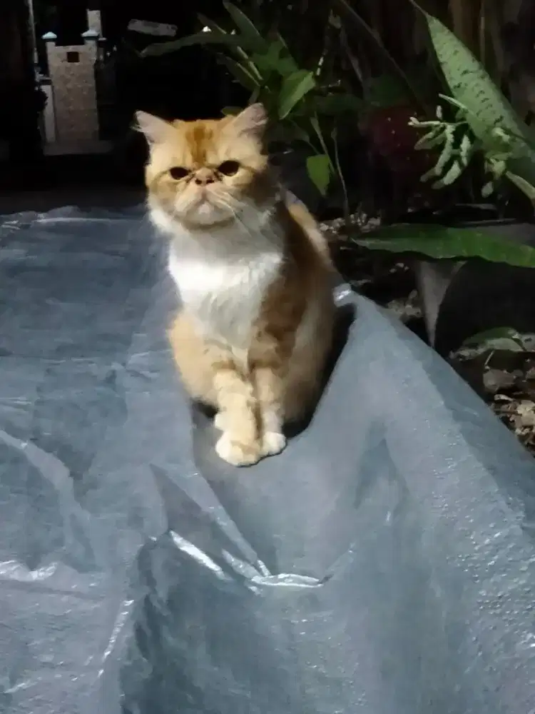 Kucing Persian pesek
