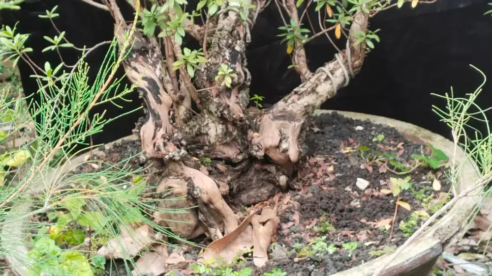 Santigi batang besar