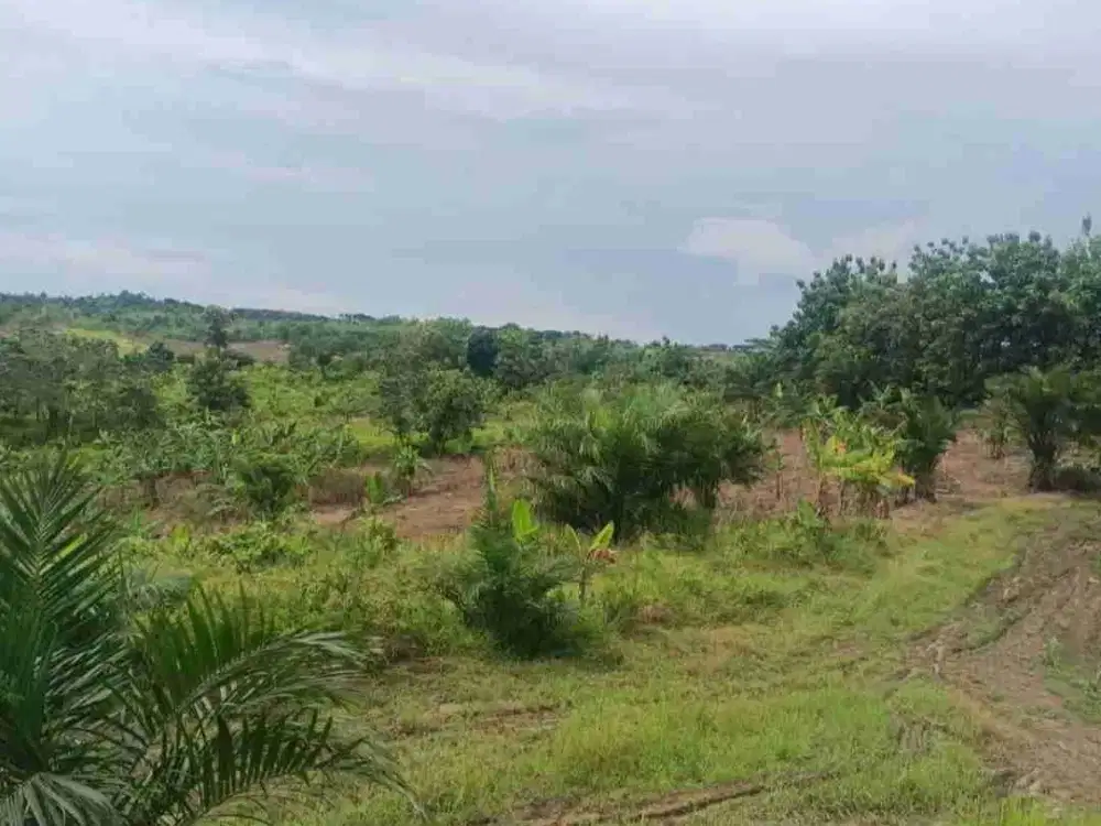 DIJUAL TANAH LUAS 150-200 Ha HARGA SUPER MURAH Rp18.000 perak per M² Lokasi Pandeglang - Cibitung Zona Industri Potensial