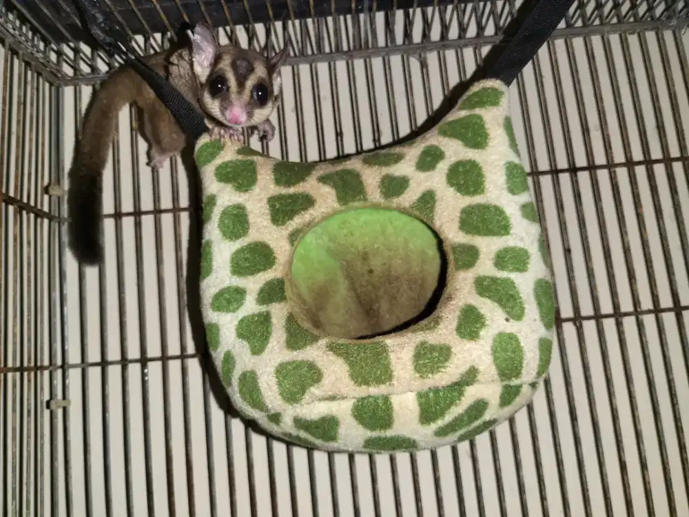 Jual sugar glider borongan