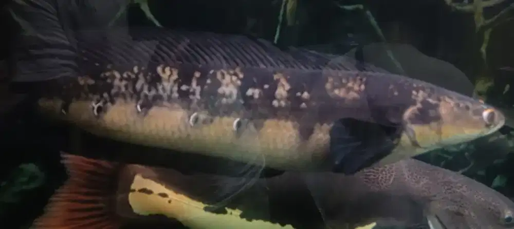 Ikan Chana ys 65 cm up jumbo