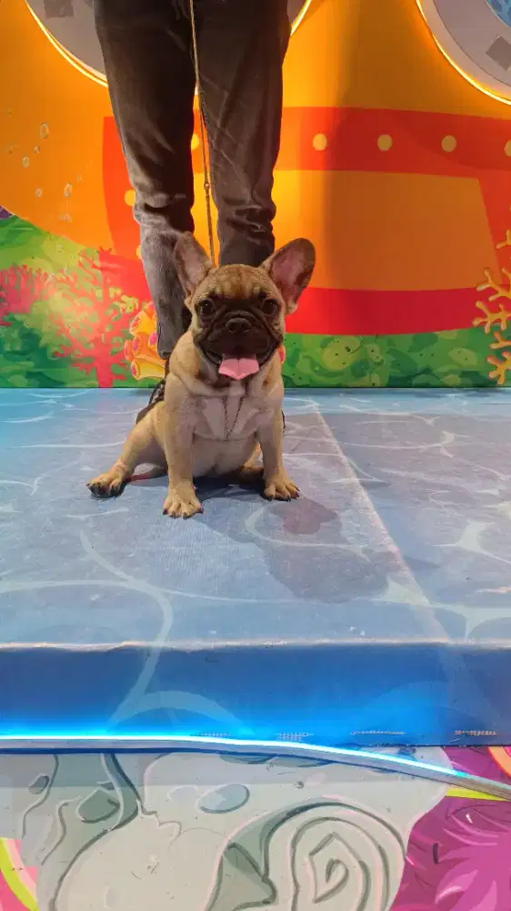 Jual French Bulldog Female