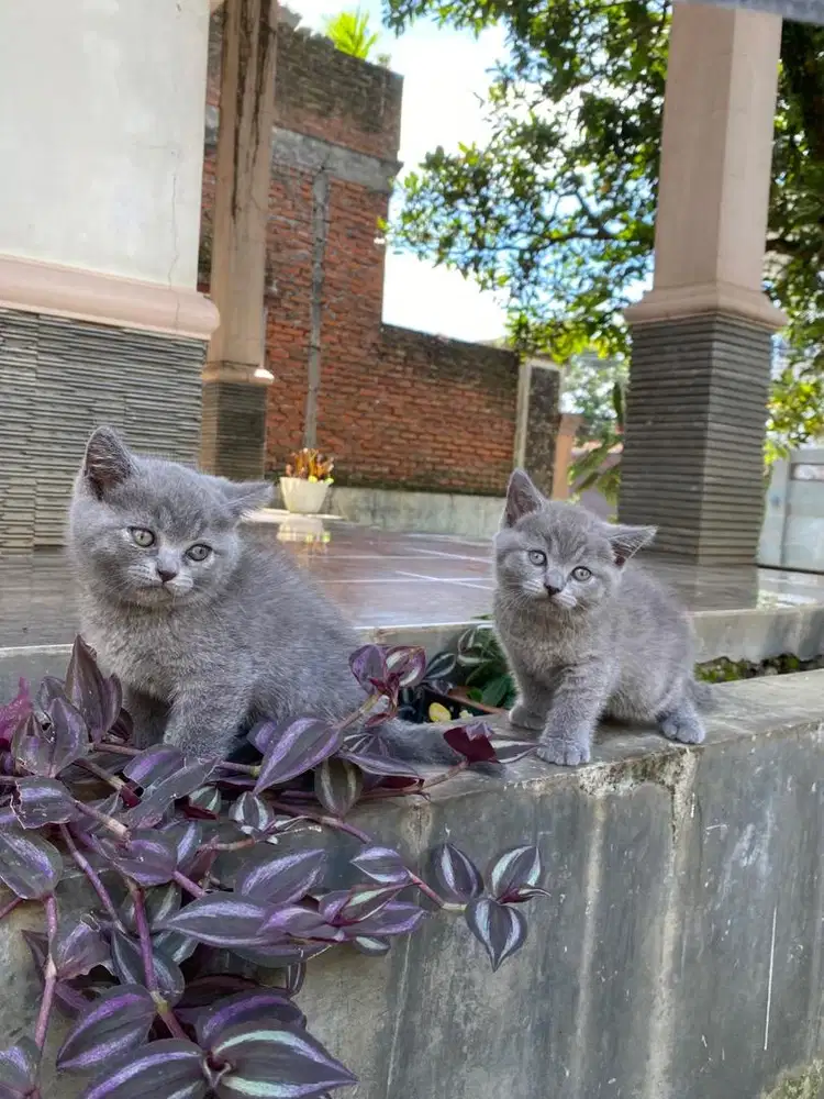 Kucing british shorthair munchkin ns kitten
