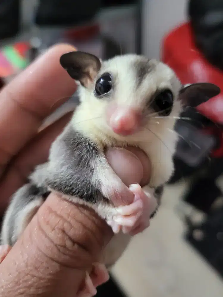 Sugar glider mozaic joey