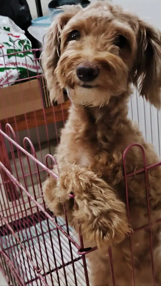 Dijual Anjing Poodle