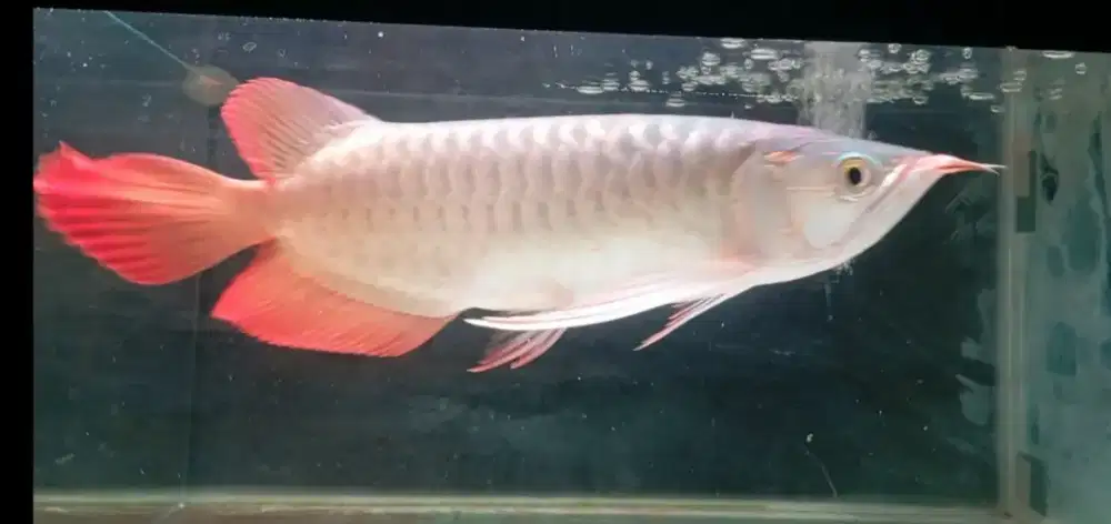 Arwana super red 32cm