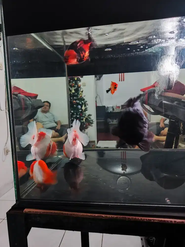 Dijual Ikan OST & Ranchu